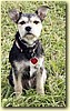 Parson Russell Terrier x knírač, fena (11 měsíců)