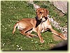 Rhodéský ridgeback, pes (3 roky)