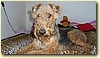 Airedale terrier, pes (3 měsíce)
