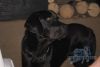 Kříženec rotvajler x výmarský ohař, pes (1 rok)
