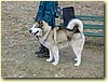 Aljašský malamut, pes (4,5 roku)