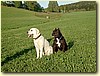 Labrador, pes (9 měs.) + AST, fena (2,5 roku)