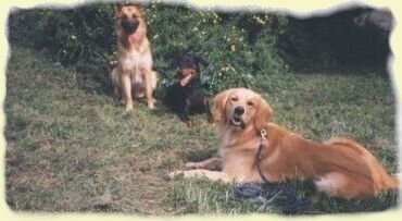 Belgick� ov��k, dobrman a zlat� retr�vr - nejsou kr�sn�?