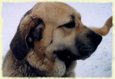 Život této fenky nebyl vždy pěkný ...