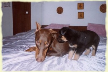 Týna a její štěně - psí pohled říká vše